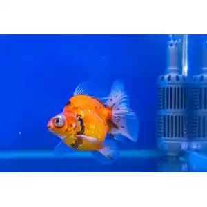 Fluval-Außenfilter