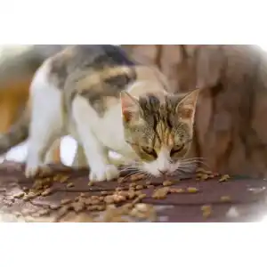 Die beste Futterautomat für 2 Katzen 2026 Test Bestseller Futterautomat für 2 Katzen