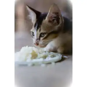 Die beste Futterautomat für 2 Katzen 2026 Test Bestseller Futterautomat für 2 Katzen
