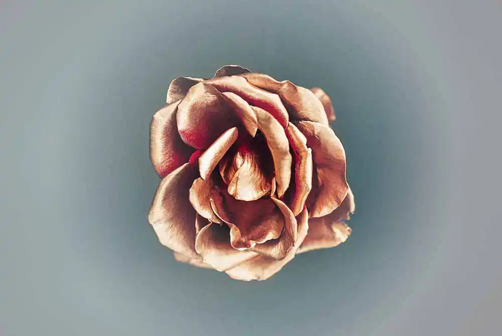 Goldrose