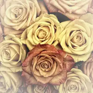 Goldrose