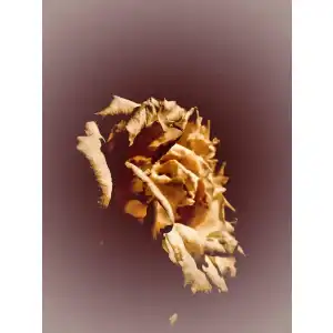 Goldrose