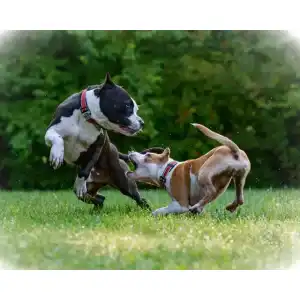 Wundspray für Hunde