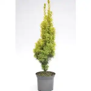 Säuleneibe Plantenwelt gelbe Taxus baccata Fastigiata 30-40 cm