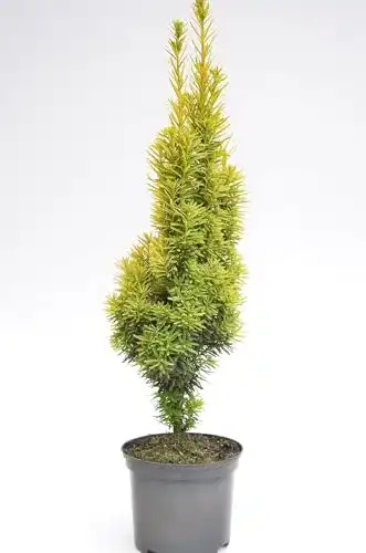 Säuleneibe Plantenwelt gelbe Taxus baccata Fastigiata 30-40 cm