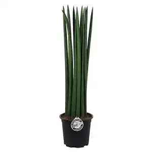 Bogenhanf Blumen Senf Blumen-Senf Sansevieria Cylindrica