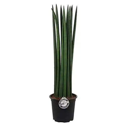 Bogenhanf Blumen Senf Blumen-Senf Sansevieria Cylindrica