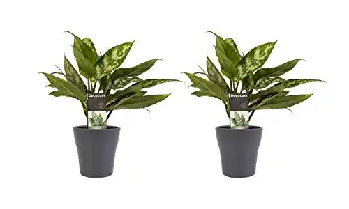Kolbenfaden botanicly Zimmerpflanzen, 2 × in grauem Übertopf