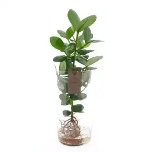 Clusia Sense of Home in XL Zylinder Glas, Balsamapfel, 50cm