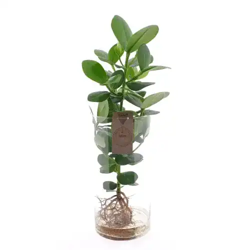 Clusia Sense of Home in XL Zylinder Glas, Balsamapfel, 50cm
