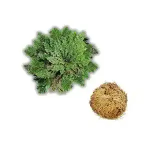 Rose von Jericho Dragonspice Naturwaren