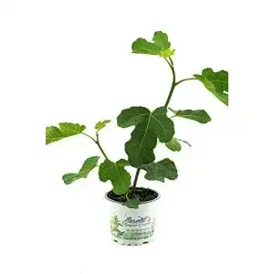 Feigenbaum WESELER KRÄUTERPARADIES – GÄRTNEREI ENSELEIT
