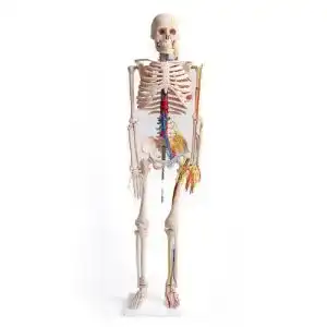 Anatomie Skelett MedMod, mit Nerven und Arterien, 87 cm