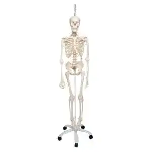 Anatomie Skelett 3B Scientific Menschlich Feldi, lebensgroß