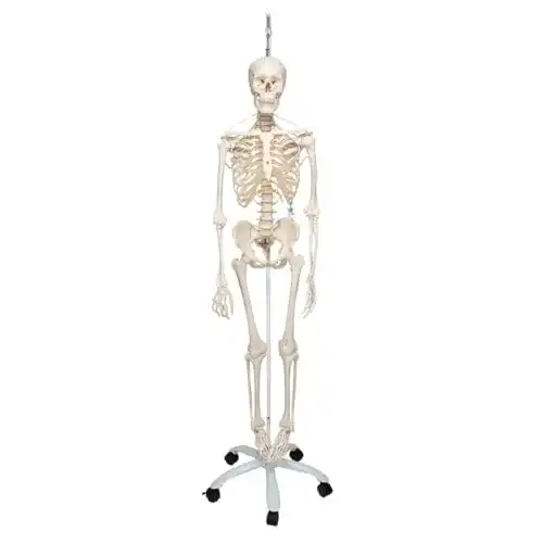 Anatomie Skelett 3B Scientific Menschlich Feldi, lebensgroß