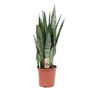 Bogenhanf BAKKER Sansevieria zeylanica, luftreinigend, 80-90cm