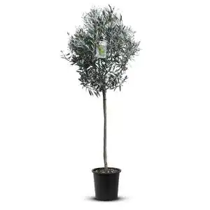Kugelbaum Tropictrees Hochstämmiger Olivenbaum 160cm hoch