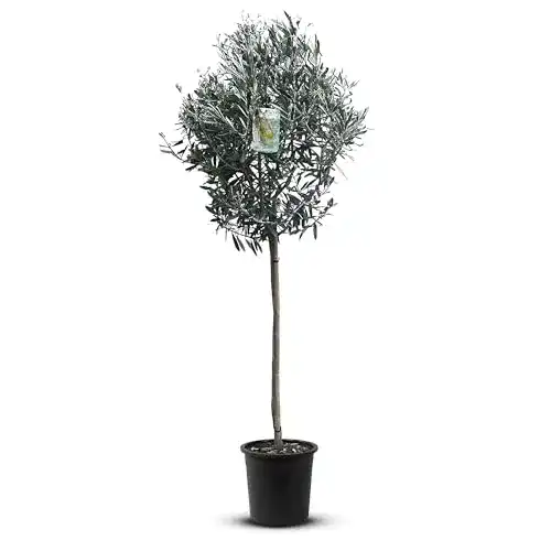 Kugelbaum Tropictrees Hochstämmiger Olivenbaum 160cm hoch