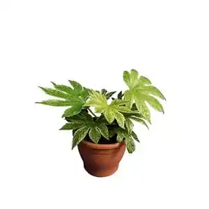 Fatsia Japonica PflanzenFuchs Zimmeraralie Spiders Web