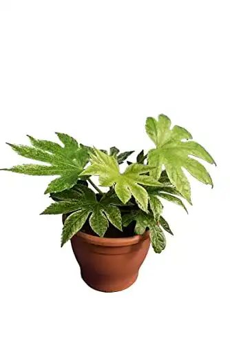 Die beste Fatsia Japonica PflanzenFuchs Zimmeraralie Spiders Web 2026 Test Bestseller Fatsia Japonica PflanzenFuchs Zimmeraralie Spiders Web