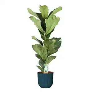 Geigenfeige botanicly Zimmerpflanze in blauem ELHO Übertopf