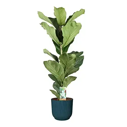 Geigenfeige botanicly Zimmerpflanze in blauem ELHO Übertopf