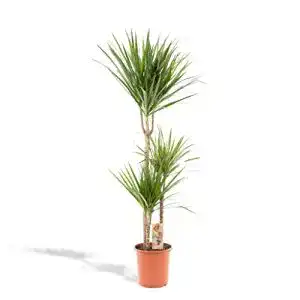 Pflanzen für dunkle Räume Hello Plants Dracaena Marginata