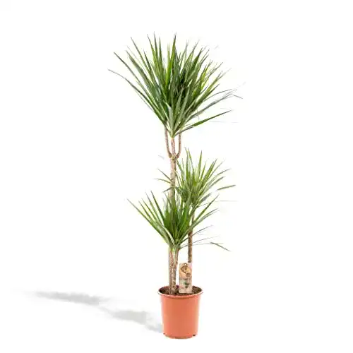 Pflanzen für dunkle Räume Hello Plants Dracaena Marginata