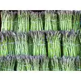 Spargelsamen Samenchilishop Grüner Spargel 1000 Samen