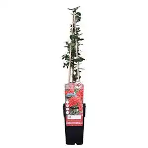 Feuerdorn Blumen Senf Red Column 60-80 cm