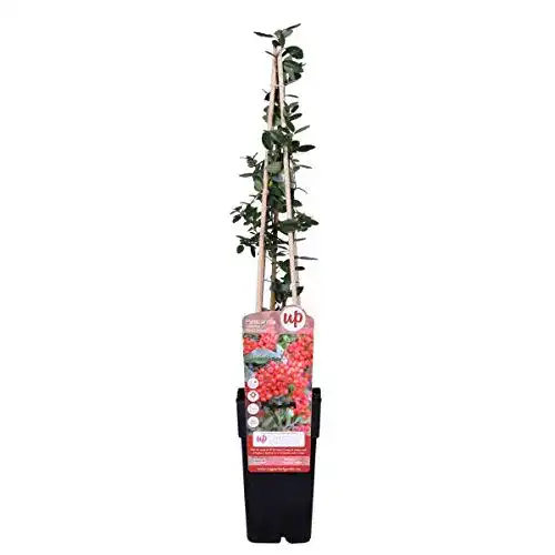Feuerdorn Blumen Senf Red Column 60-80 cm