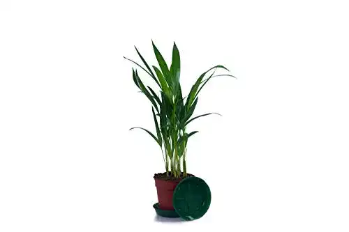 Bergpalme Pflanze, 1 Stück mexikanische, A1 Qualität