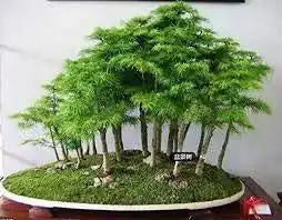 Bonsai-Samen SVI 30 Wacholder Bonsai-Baum-Samen