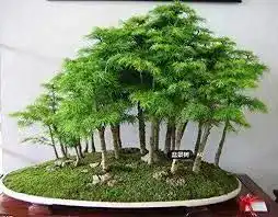 Bonsai-Samen SVI 30 Wacholder Bonsai-Baum-Samen