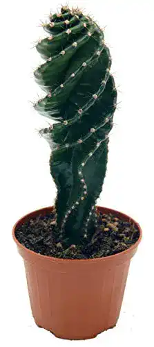 Kaktus unsere-gaertnerei-mueller Spiral im 11cm Topf, ca. 20cm