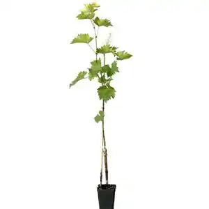 Weinrebe Müllers Grüner Garten Shop Venus dunkelblaue kernlose