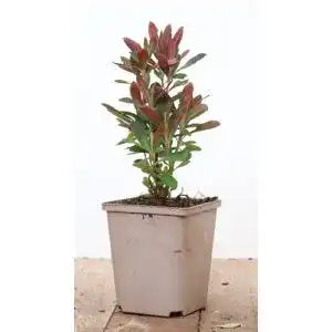 Wolfsmilch PlantaPro Euphorbia amygdaloides ‘Purpurea’ P 1