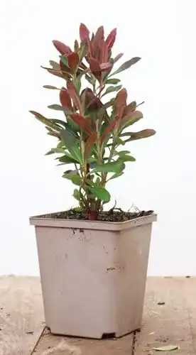 Wolfsmilch PlantaPro Euphorbia amygdaloides ‘Purpurea’ P 1