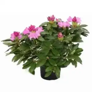 Rhododendron PflanzenFuchs Rosa Alpenrose 50-60cm