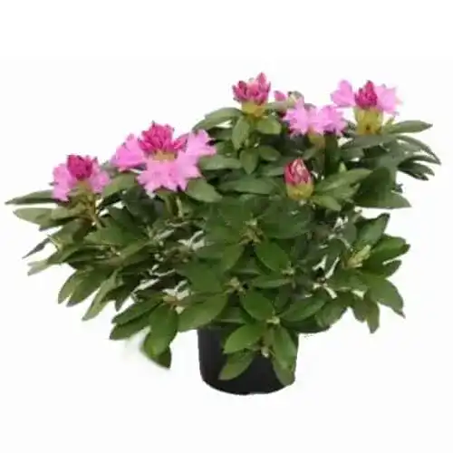 Rhododendron PflanzenFuchs Rosa Alpenrose 50-60cm