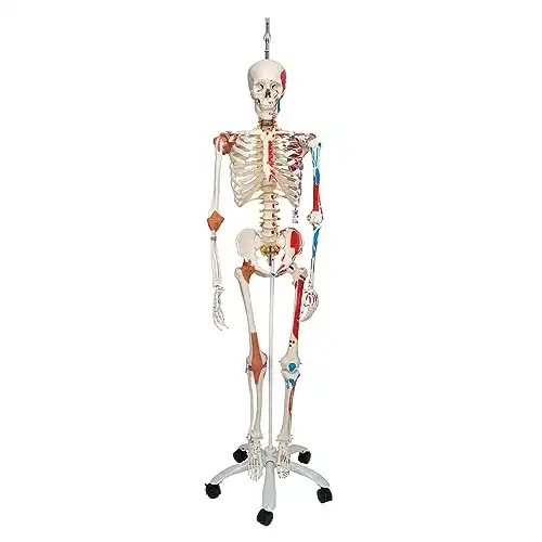 Anatomie Skelett 3B Scientific, Sam mit Muskeldarstellung