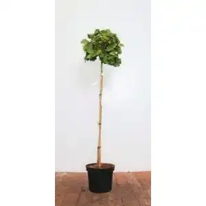 Ginkgobaum PlantaPro Ginkgo biloba ‘Mariken’ Sta C 10 Krone