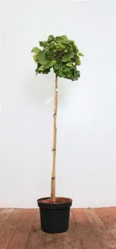 Ginkgobaum PlantaPro Ginkgo biloba ‘Mariken’ Sta C 10 Krone