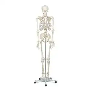 Anatomie Skelett Elementary, Buddy the Budget Skeleton