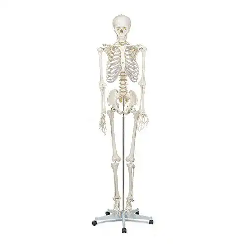 Anatomie Skelett Elementary, Buddy the Budget Skeleton