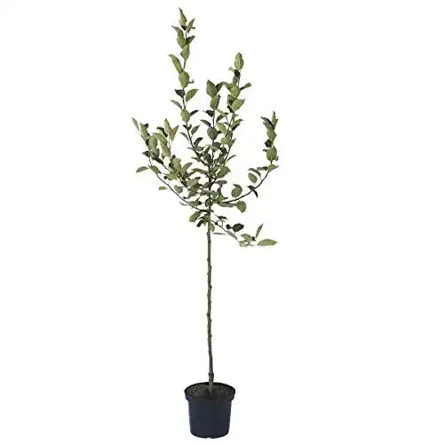 Weißer Klarapfel Müllers Grüner Garten Shop 170-200 cm