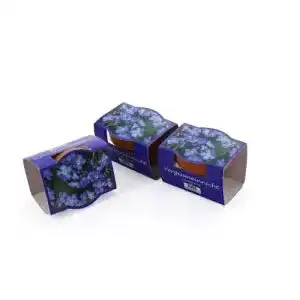 Vergissmeinnicht-Samen Bull + Bear 3er Set Minipflanzset