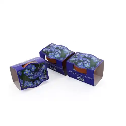 Vergissmeinnicht-Samen Bull + Bear 3er Set Minipflanzset