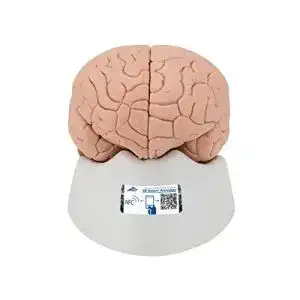 Gehirn-Modell 3B Scientific Menschliche Anatomie – Gehirnmodell