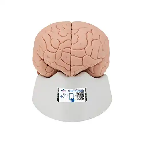 Gehirn-Modell 3B Scientific Menschliche Anatomie – Gehirnmodell
